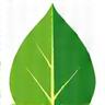 Leaf icon
